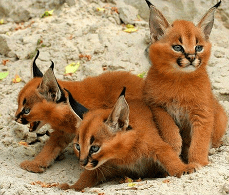 Pfote hoch: Ist das die süßeste Katzenart der Welt?