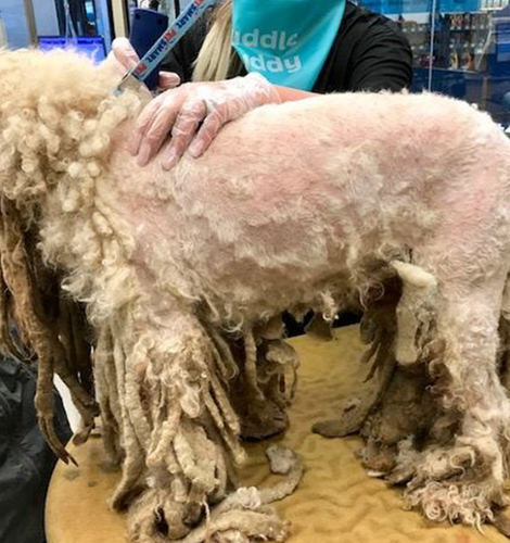 Hund Pierre bekommt Haarschnitt