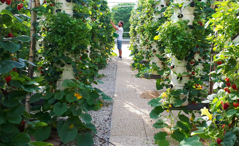Urban Farming In Paris entsteht weltweit größter Gemüsegarten